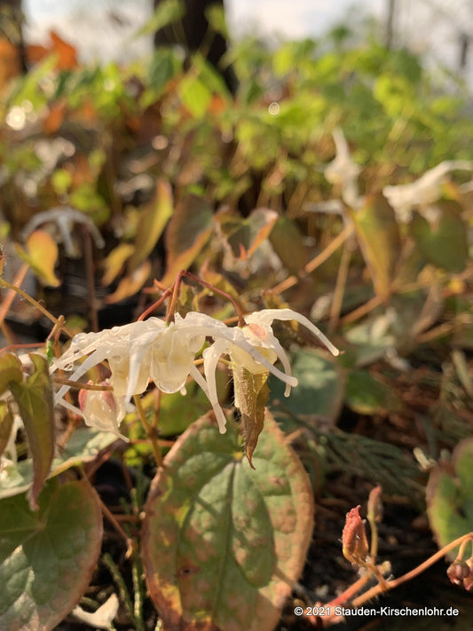 Epimedium grandiflorum var. higoense