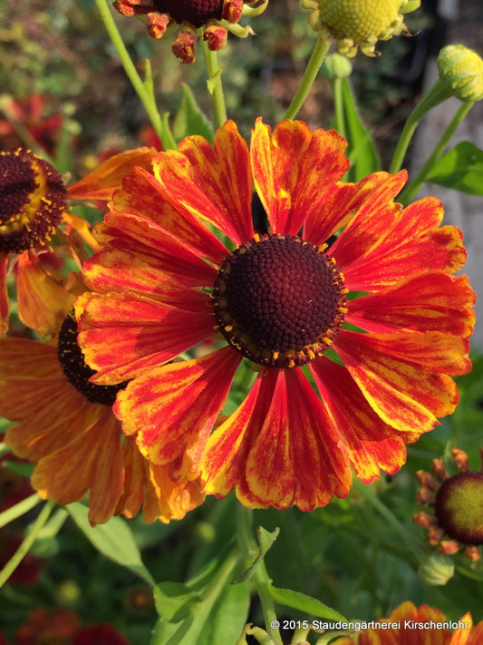 Helenium 'Flamenco'