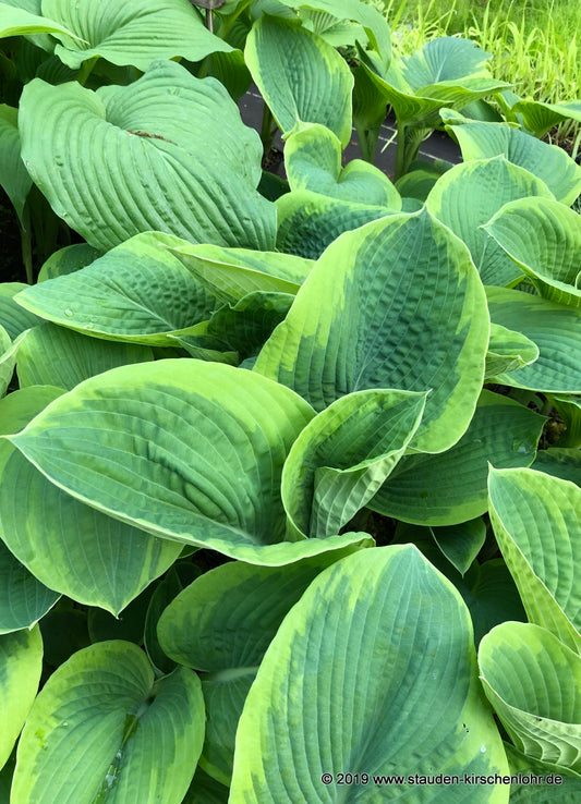Hosta 'Frances Williams'