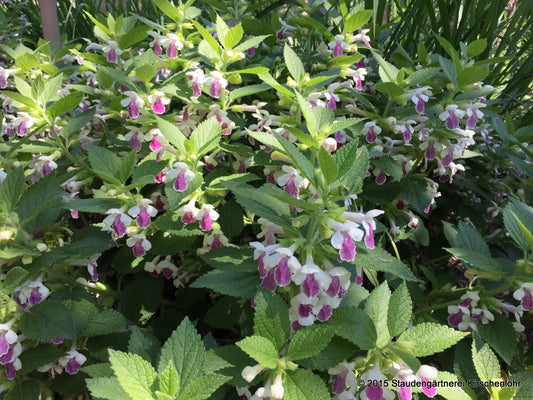 Melittis melissophyllum 'Royal Velvet Distiction'