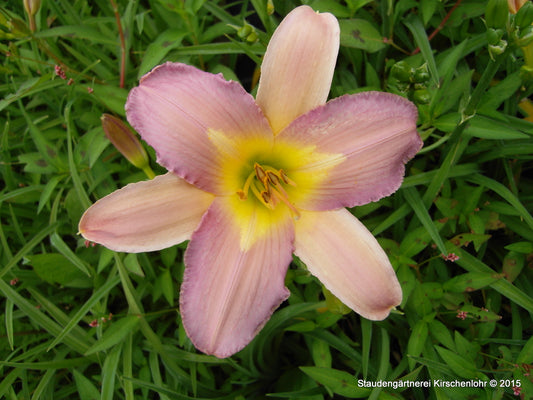 Hemerocallis 'Nile Crane'