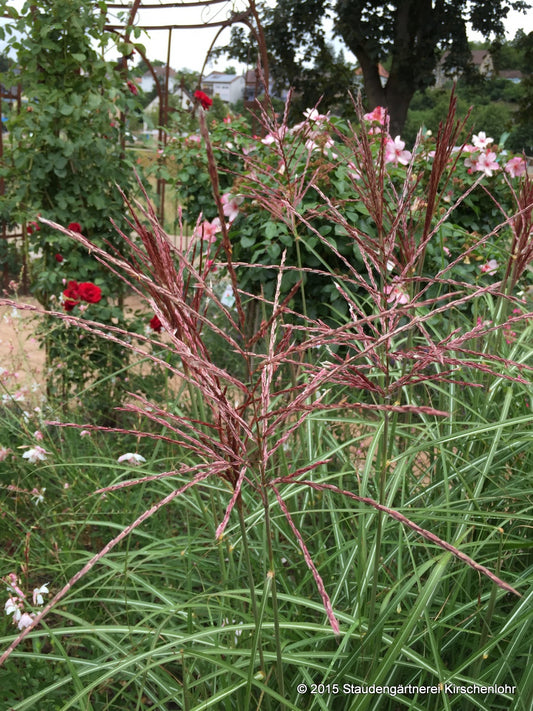 Miscanthus sinensis 'Ferner Osten'