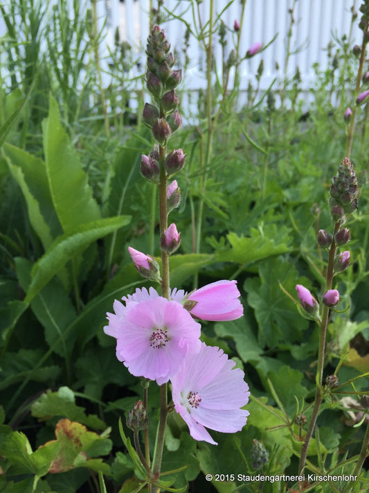 Sidalcea malviflora 'Elsie Heugh'