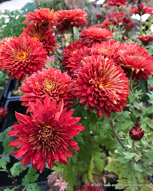 Chrysanthemum 'Brennpunkt'