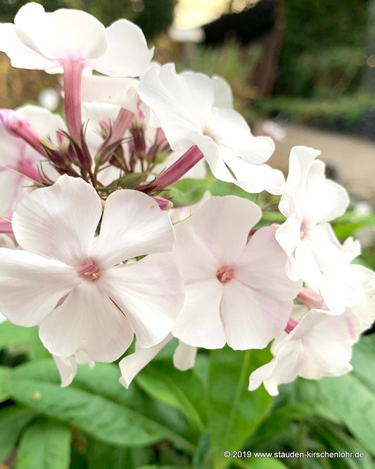 Phlox paniculata 'Belosnezka'