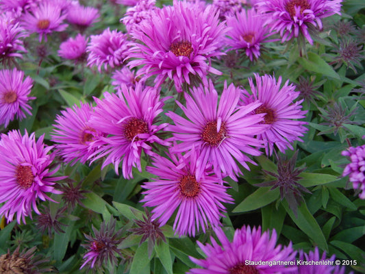 Symphyotrichum novae-angliae 'Vibrant Dome' ®