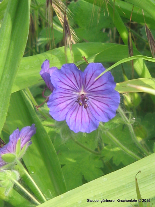 Geranium platypetalum 'Turco'