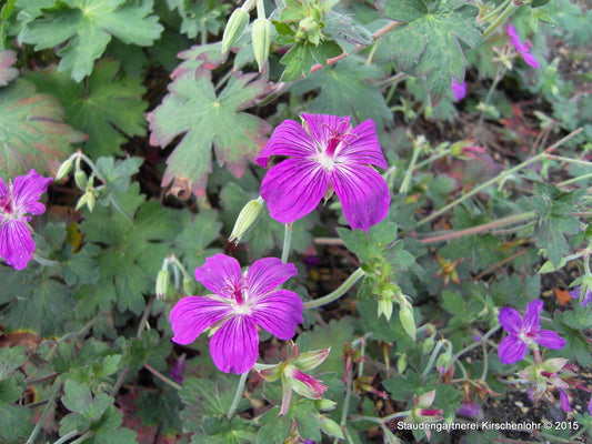 Geranium wlassovianum 'Lakwijk Star' ®