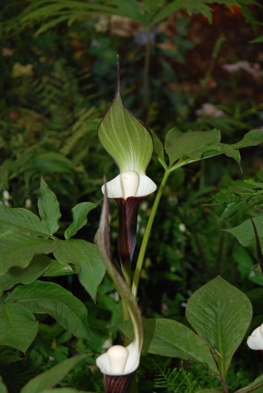 Arisaema sikokianum