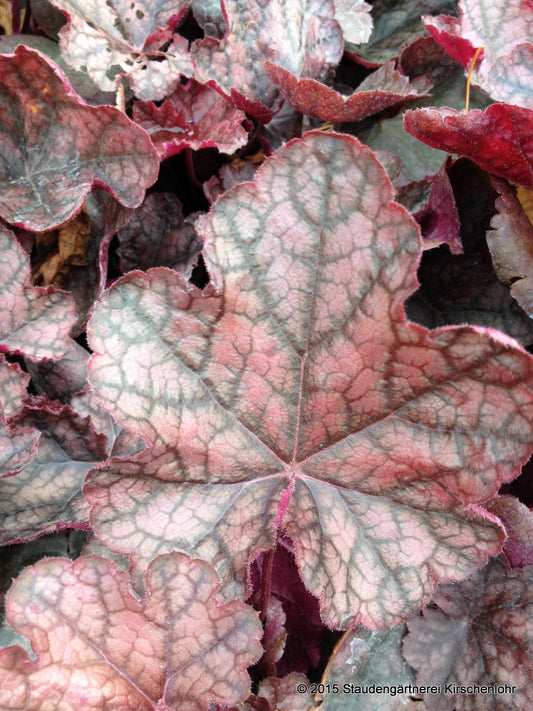 Heuchera 'Magnum' ®