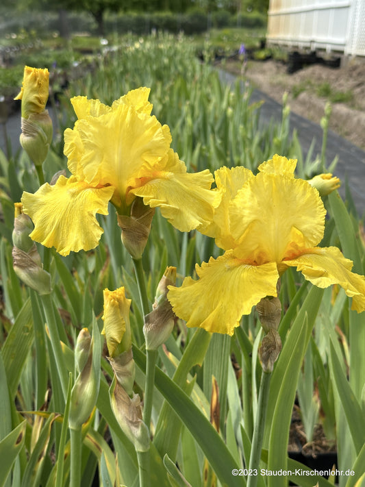 Iris barbata-elatior 'Golden Immortal'