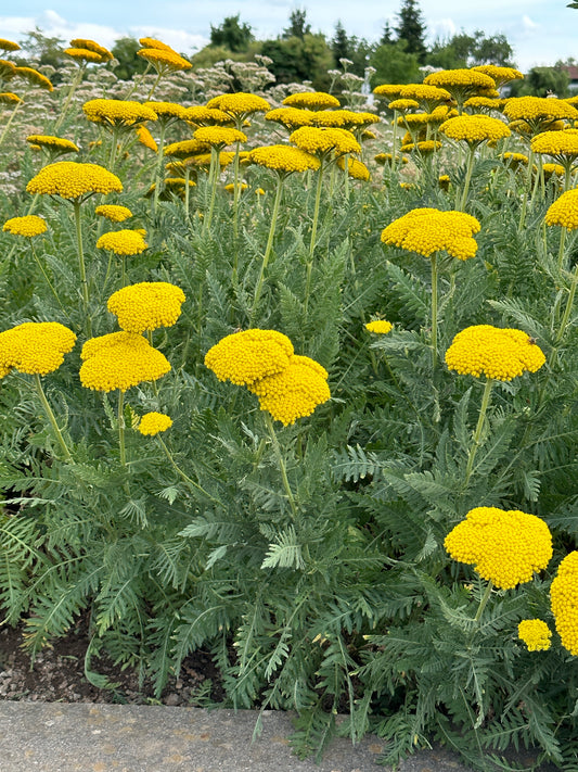 Achillea 'Bischkek Gold'