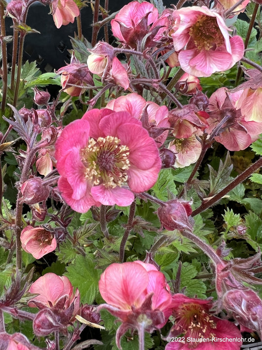 Geum 'Tempo Rose' ®