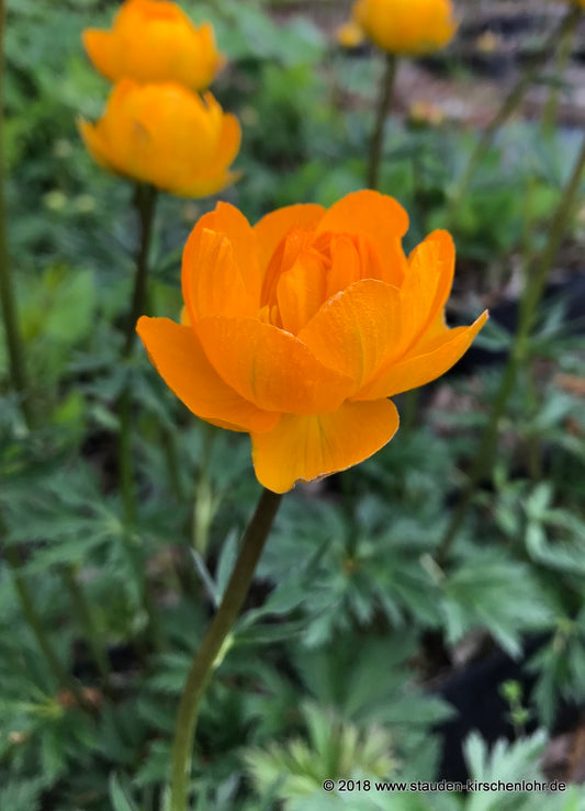 Trollius 'Etna'