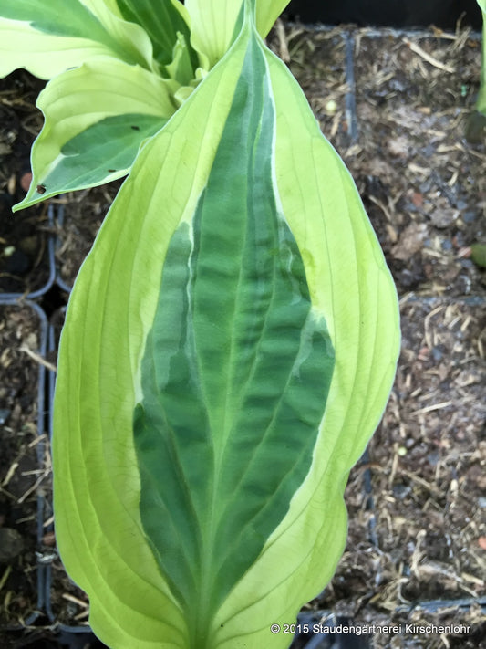 Hosta 'Yellow Polka Dot Bikini'