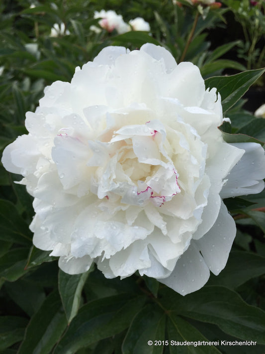 Paeonia 'Festiva Maxima'