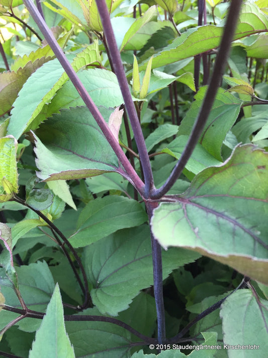 Heliopsis helianthoides 'Summer Nights' ®