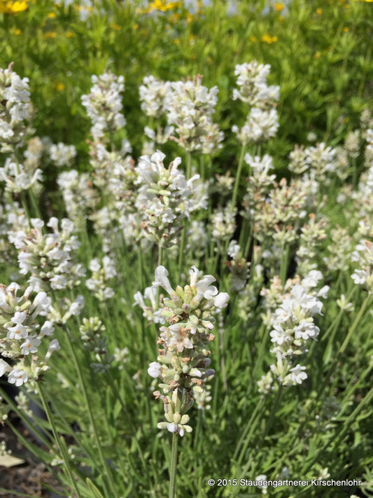 Lavandula angustifolia 'Arctic Snow' veg.