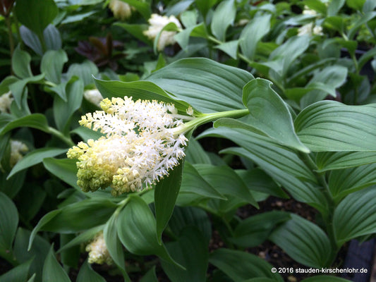 Maianthemum racemosum subsp. amplexicaule
