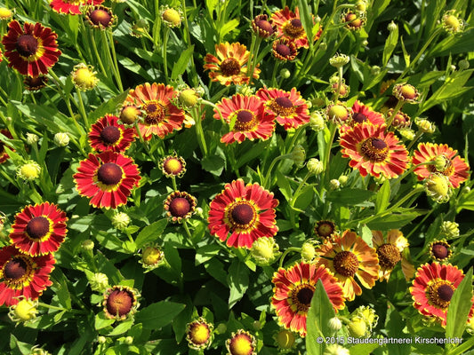 Helenium 'Fuego' ®