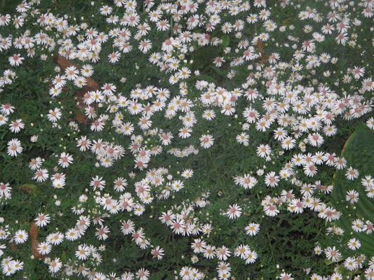 Symphyotrichum lateriflorum 'Chloe'