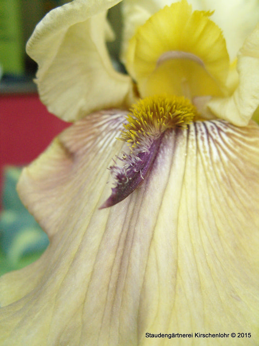 Iris barbata-elatior 'Thornbird'