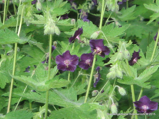 Geranium phaeum 'Raven'