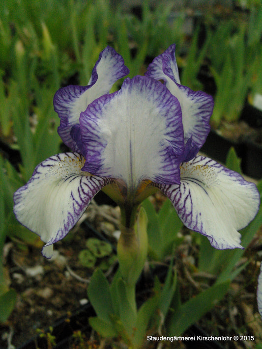 Iris barbata-nana 'Dunlin'
