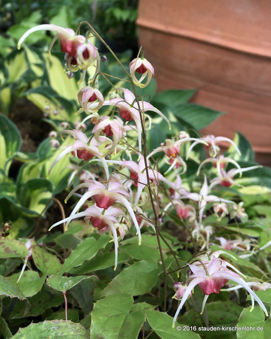 Epimedium 'Pink Champagne'