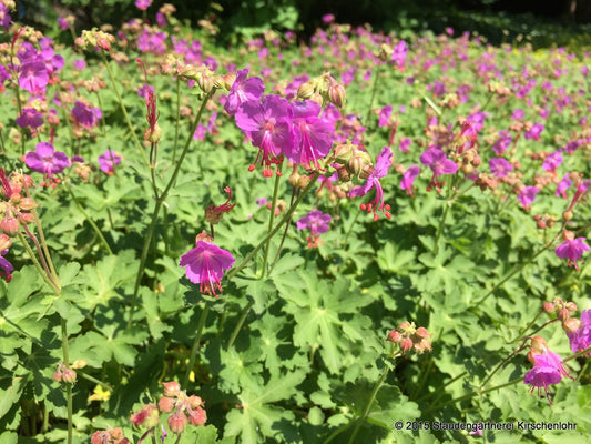 Geranium macrorrhizum 'Olympos'