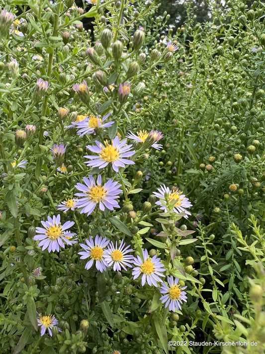 Symphyotrichum lateriflorum 'Lovely'