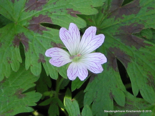 Geranium x oxonianum 'Katherine Adele'