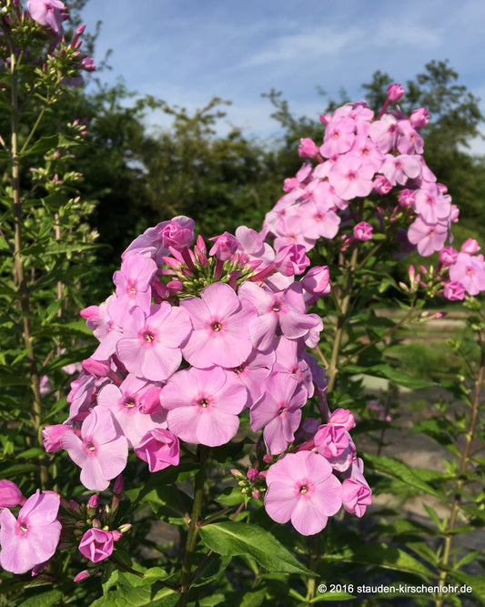 Phlox paniculata 'Königin der Nacht'
