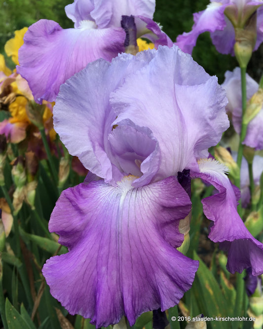 Iris barbata-elatior 'Cumulus'