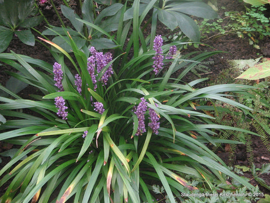 Liriope muscari 'Money Maker'