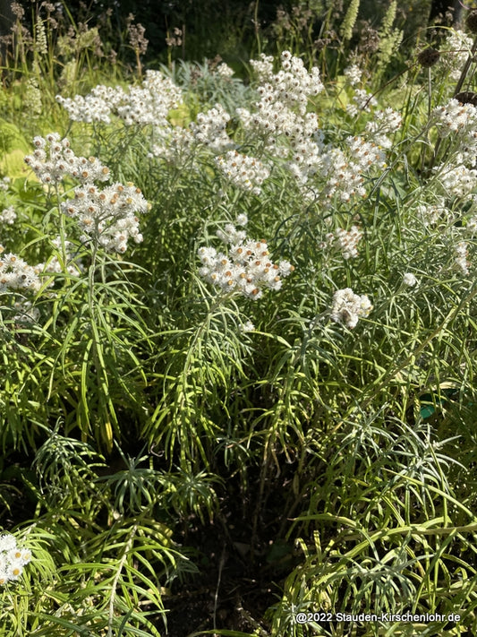 Anaphalis margaritacea 'Neuschnee'