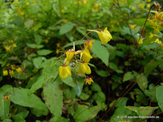 Epimedium davidii
