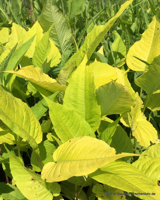 Bistorta amplexicaulis 'Cottesbrook Gold'