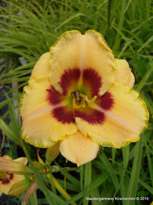 Hemerocallis 'Siloam Dream Baby'