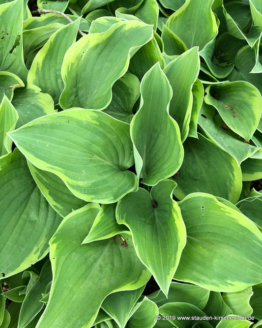 Hosta 'Veronica Lake'