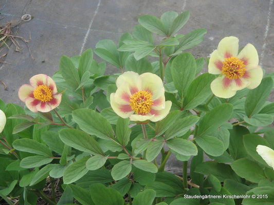 Paeonia daurica subsp. mlokosewits. 'Now Or Never'