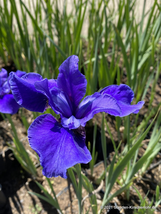 Iris sibirica 'Blauer Falter'
