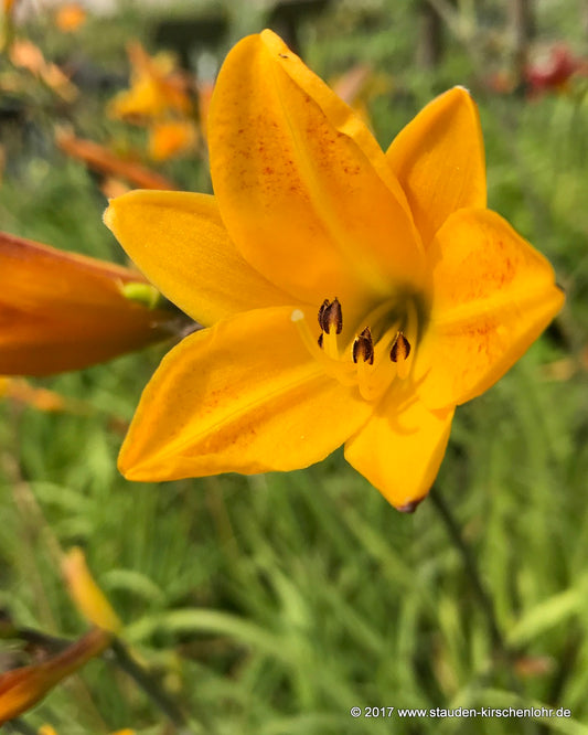 Hemerocallis 'Golden Chimes'