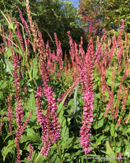 Bistorta amplexicaulis 'September Spires'