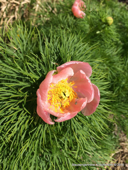 Paeonia tenuifolia 'Rosea'