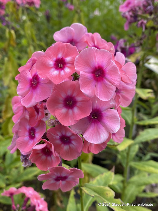 Phlox paniculata 'Larissa' ®