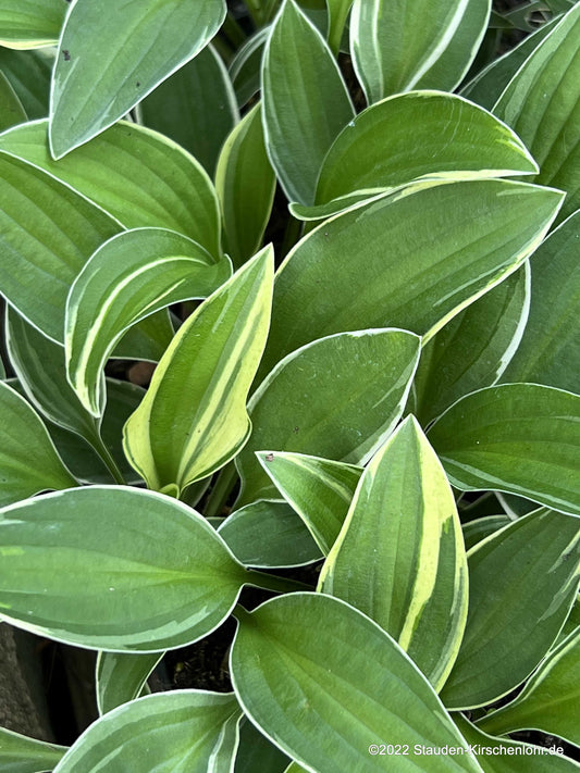 Hosta 'Little White Lines'