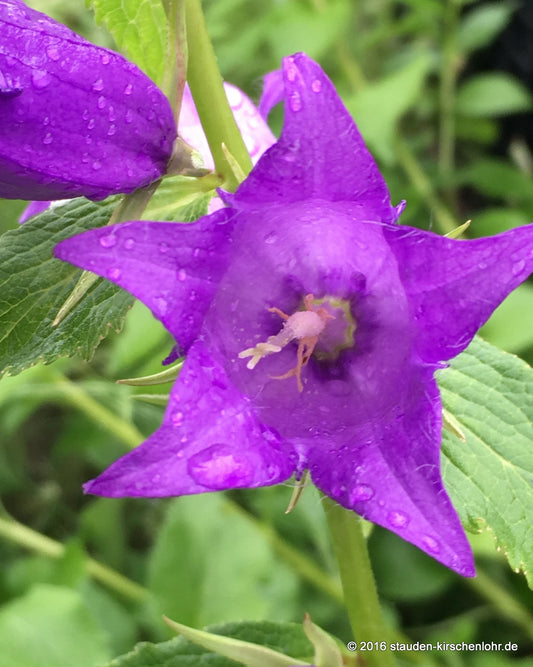 Campanula latifolia var. macrantha