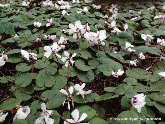 Cyclamen coum 'Album'