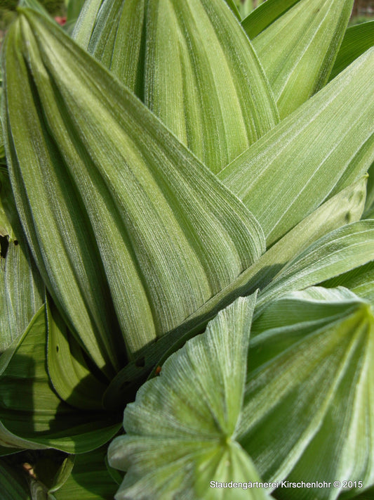 Veratrum nigrum